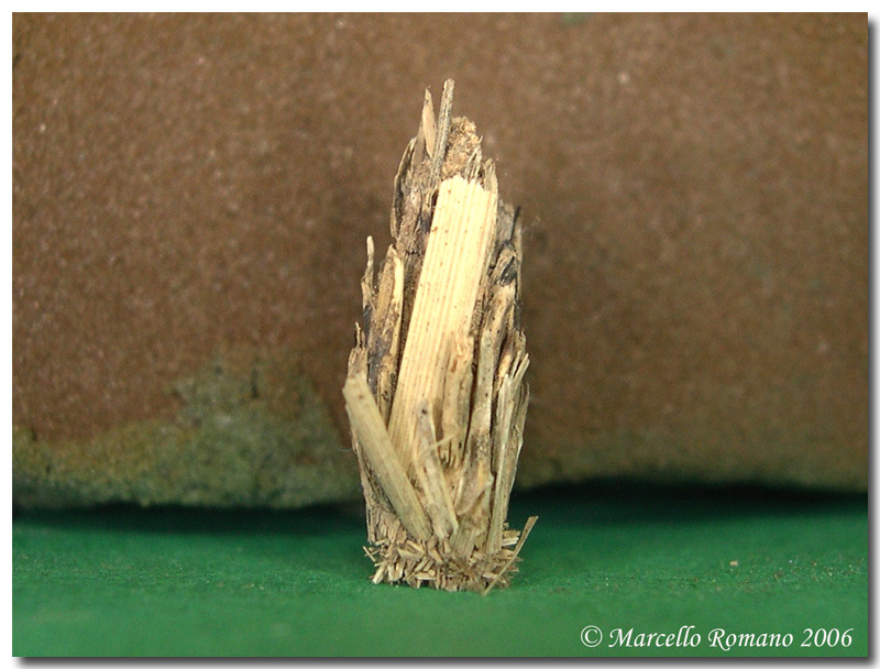 Fodero e bruco di Psychidae (Lepidoptera)